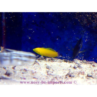 Halichoeres chrysus