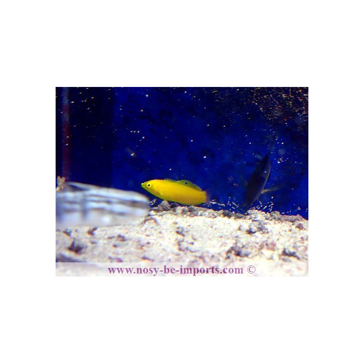 Halichoeres chrysus