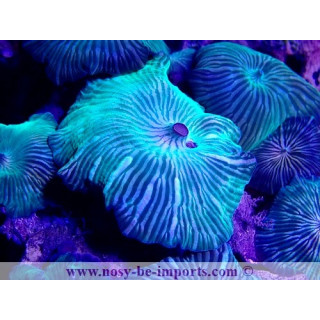 Discosoma striatus WYSIWYG 20022021-21
