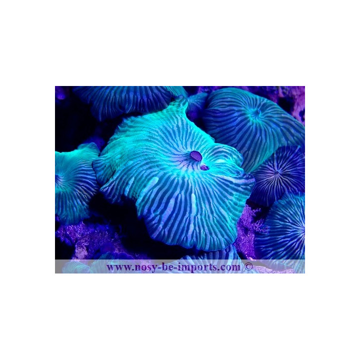 Discosoma striatus WYSIWYG 20022021-21