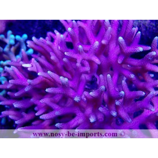 Seriatopora caliendrum rose WYSIWYG 20022021-22