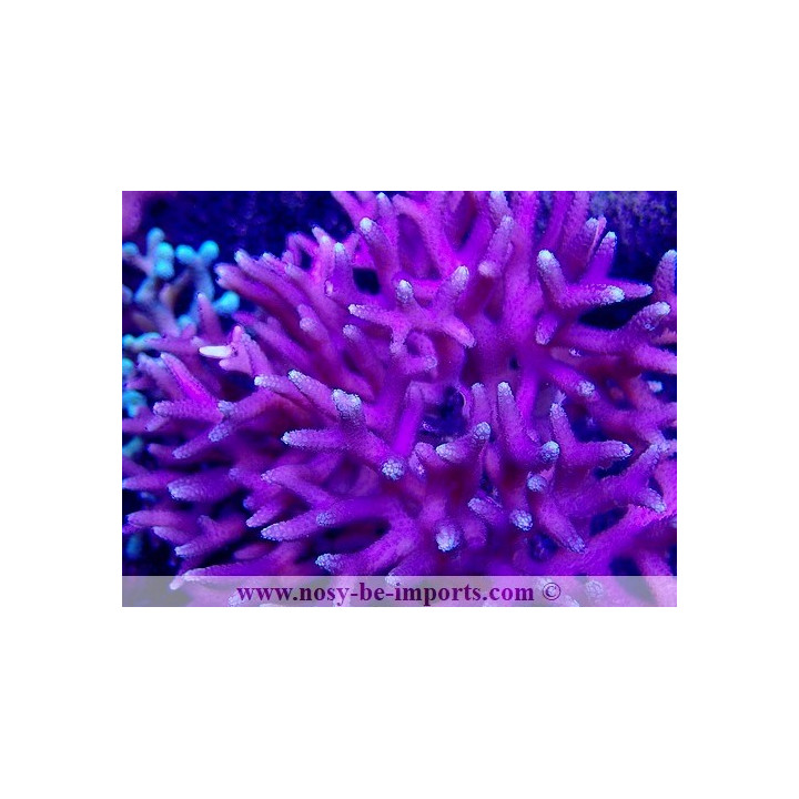 Seriatopora caliendrum rose WYSIWYG 20022021-22