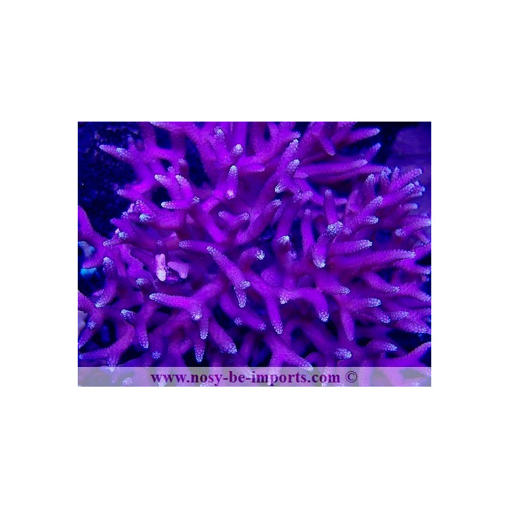 Seriatopora caliendrum rose WYSIWYG 20022021-22