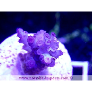 Acropora sp. WYSIWYG 20022021-24