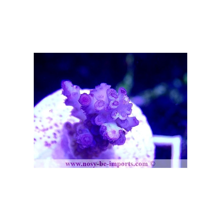 Acropora sp. WYSIWYG 20022021-24