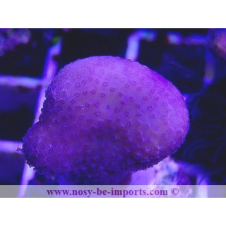 Stylophora sp. WYSIWYG 20022021-25