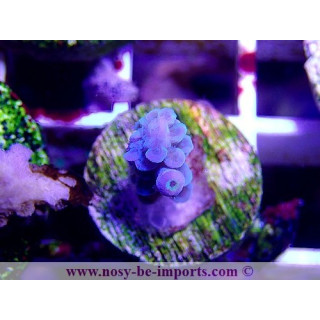 Acropora sp. WYSIWYG 20022021-26
