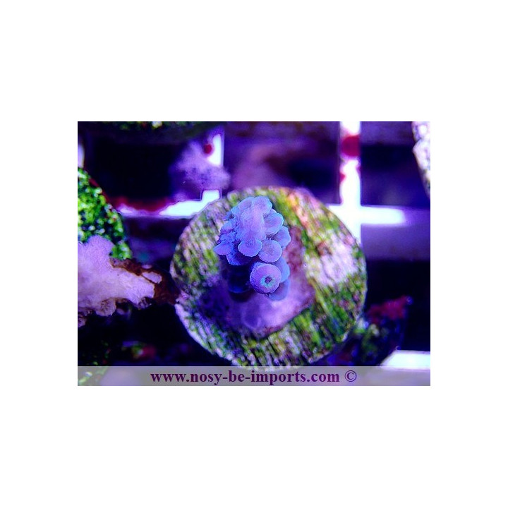 Acropora sp. WYSIWYG 20022021-26