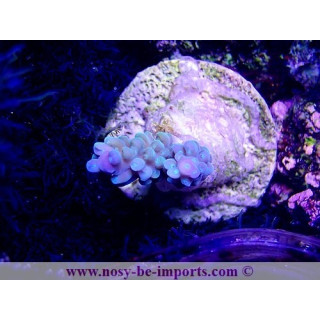 Acropora sp. WYSIWYG 20022021-27