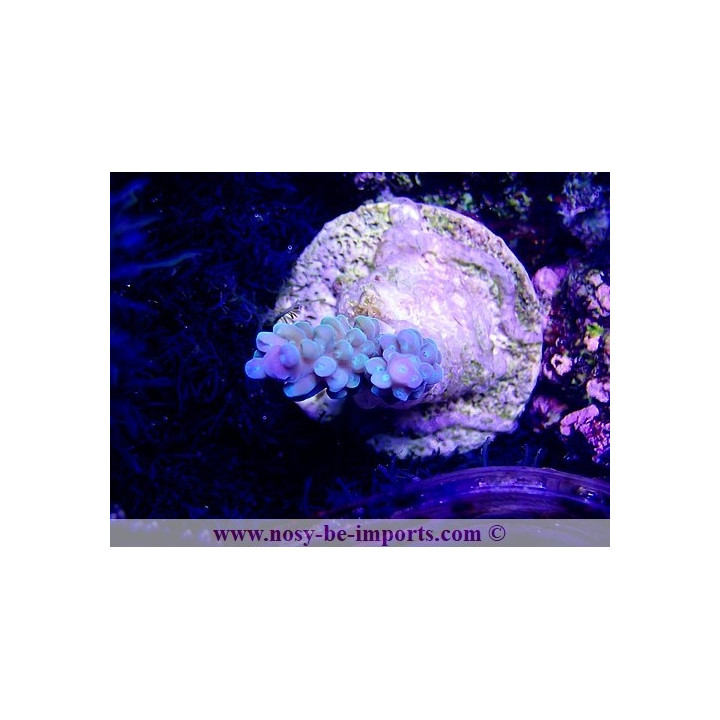 Acropora sp. WYSIWYG 20022021-27