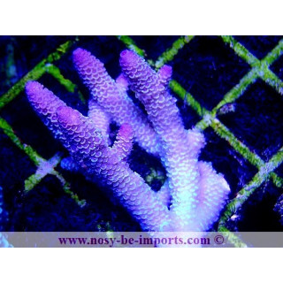 Acropora spathulata WYSIWYG 20022021-28