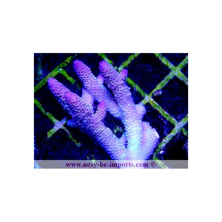 Acropora spathulata WYSIWYG 20022021-28