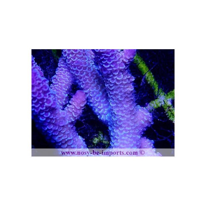 Acropora spathulata WYSIWYG 20022021-28