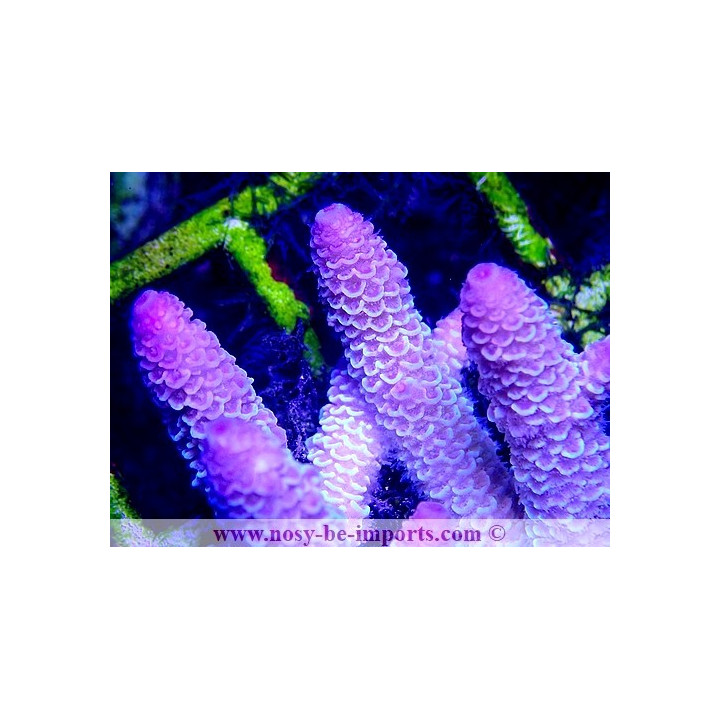 Acropora spathulata WYSIWYG 20022021-28