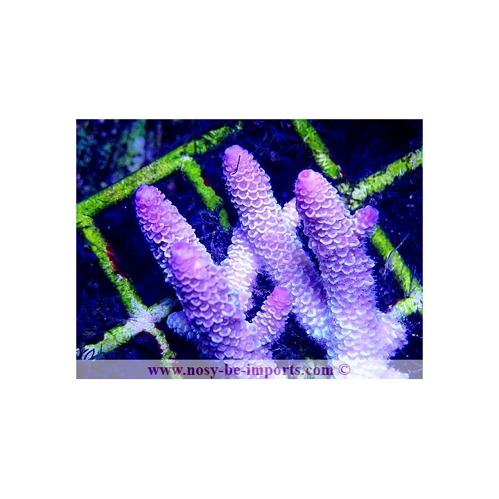 Acropora spathulata WYSIWYG 20022021-28