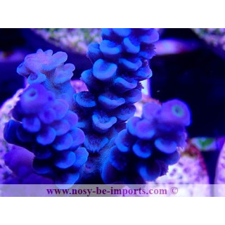 Acropora sp. WYSIWYG 20022021-29