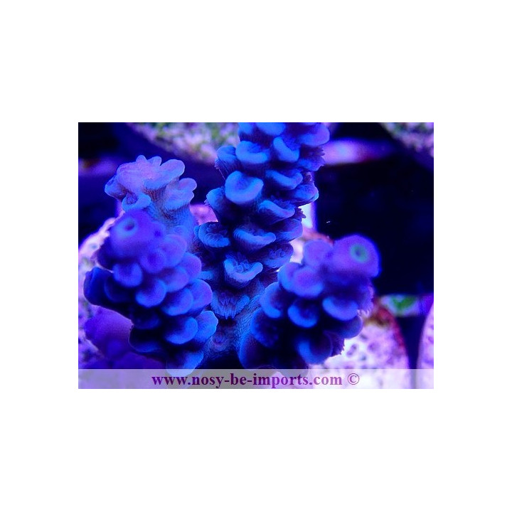 Acropora sp. WYSIWYG 20022021-29