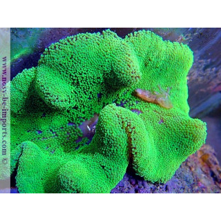 Stichodactyla sp. WYSIWYG 20022021-30