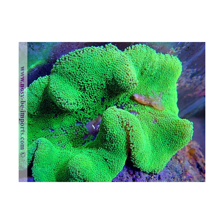 Stichodactyla sp. WYSIWYG 20022021-30