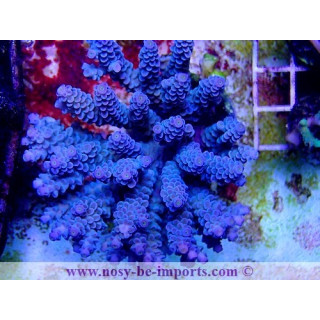 Acropora tenuis WYSIWYG 20022021-31