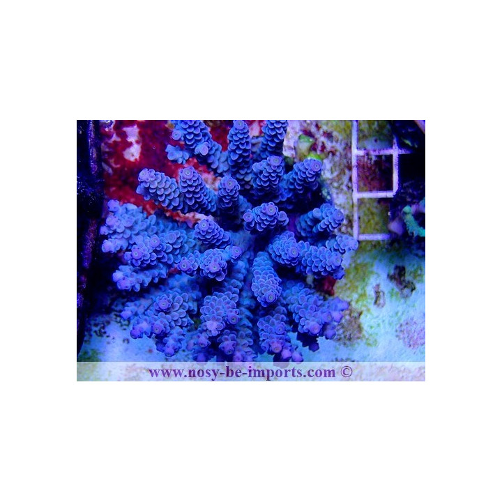 Acropora tenuis WYSIWYG 20022021-31