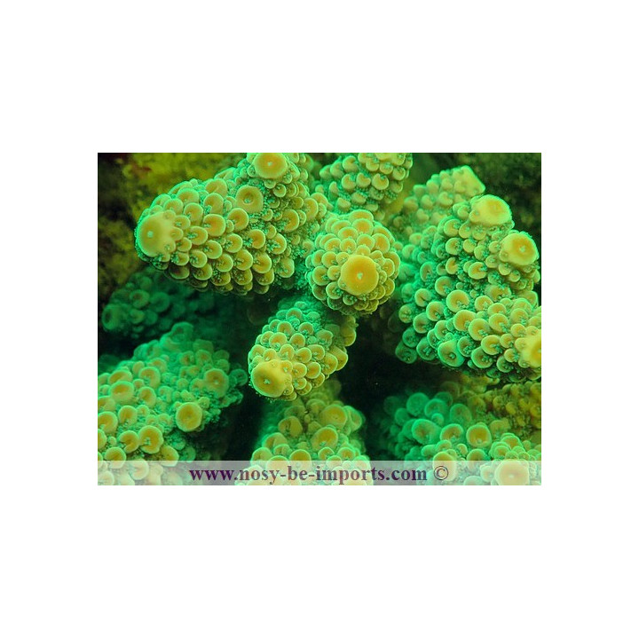 Acropora gemmifera WYSIWYG 20022021-33