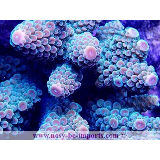 Acropora gemmifera WYSIWYG 20022021-33