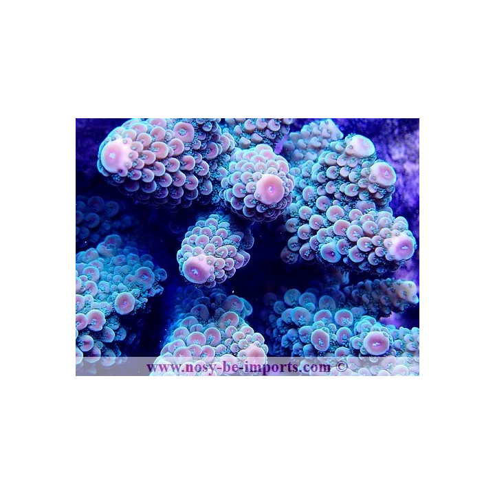 Acropora gemmifera WYSIWYG 20022021-33