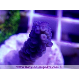 Acropora sp. WYSIWYG 20022021-34