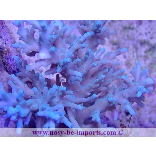 Acropora carduus WYSIWYG 20022021-35