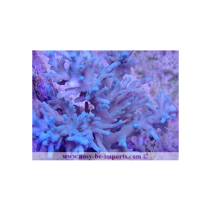 Acropora carduus WYSIWYG 20022021-35