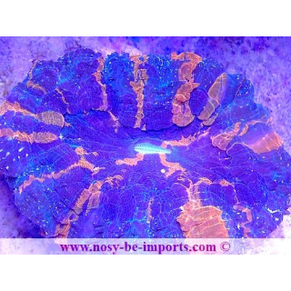 Acanthophyllia deshayesiana WYSIWYG 20022021-36