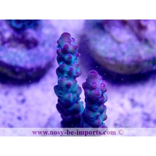 Acropora sp. USA WYSIWYG 20022021-37