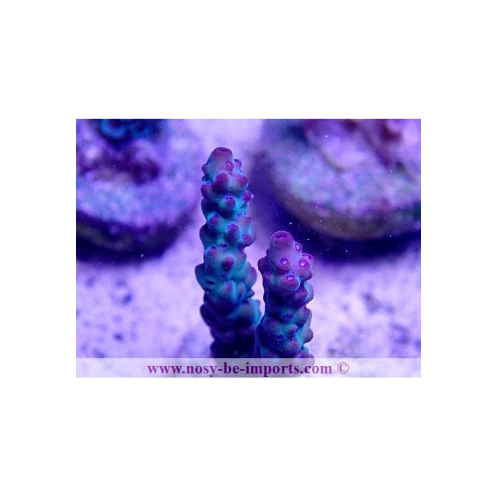 Acropora sp. USA WYSIWYG 20022021-37