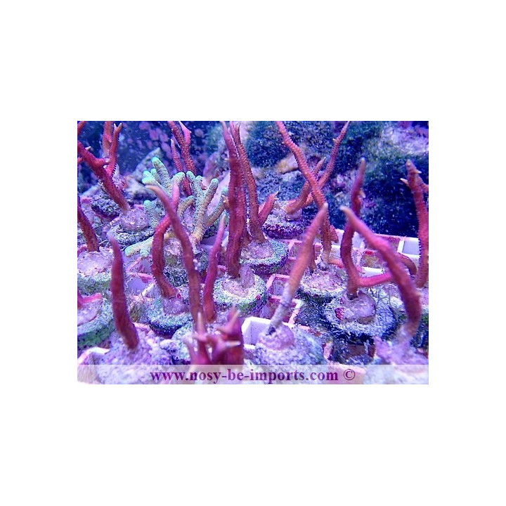 Seriatopora hystrix rose WYSIWYG 20022021-38
