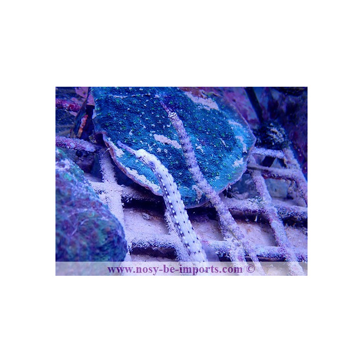 Corythoichthys intestinalis