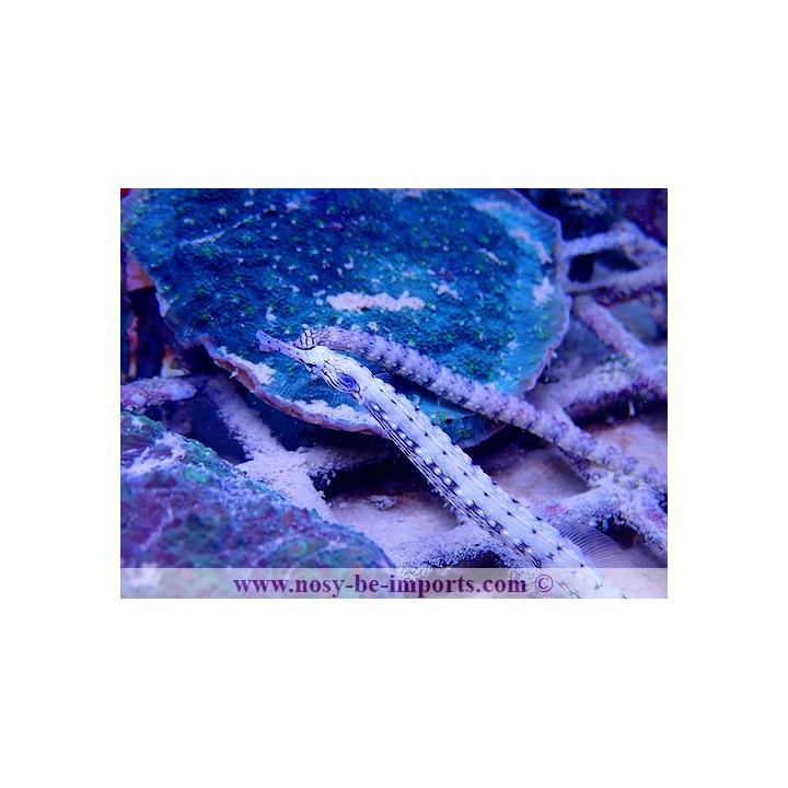 Corythoichthys intestinalis
