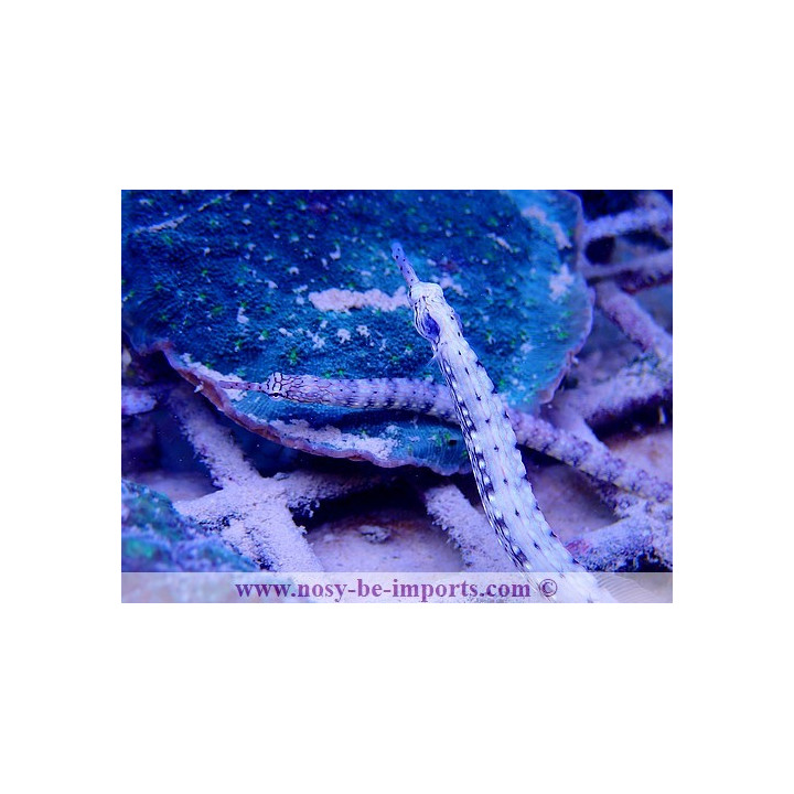 Corythoichthys intestinalis