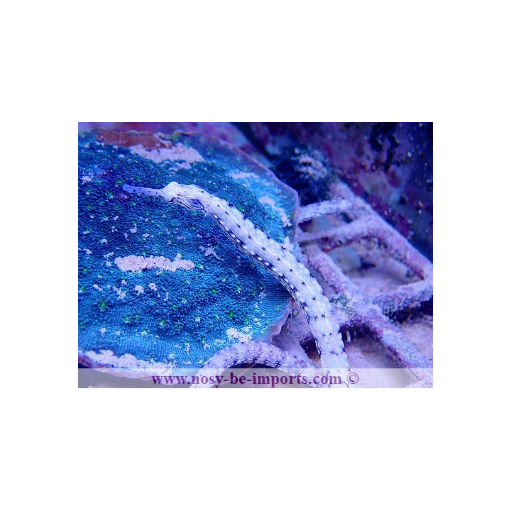 Corythoichthys intestinalis