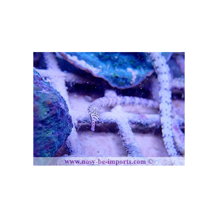 Corythoichthys intestinalis