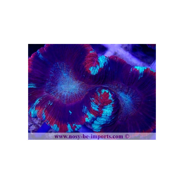 Trachyphyllia sp. WYSIWYG 21022021-1