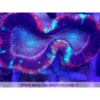 Trachyphyllia sp. WYSIWYG 21022021-1