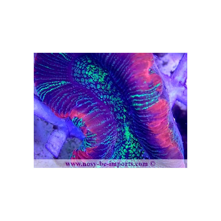 Trachyphyllia sp. WYSIWYG 21022021-2