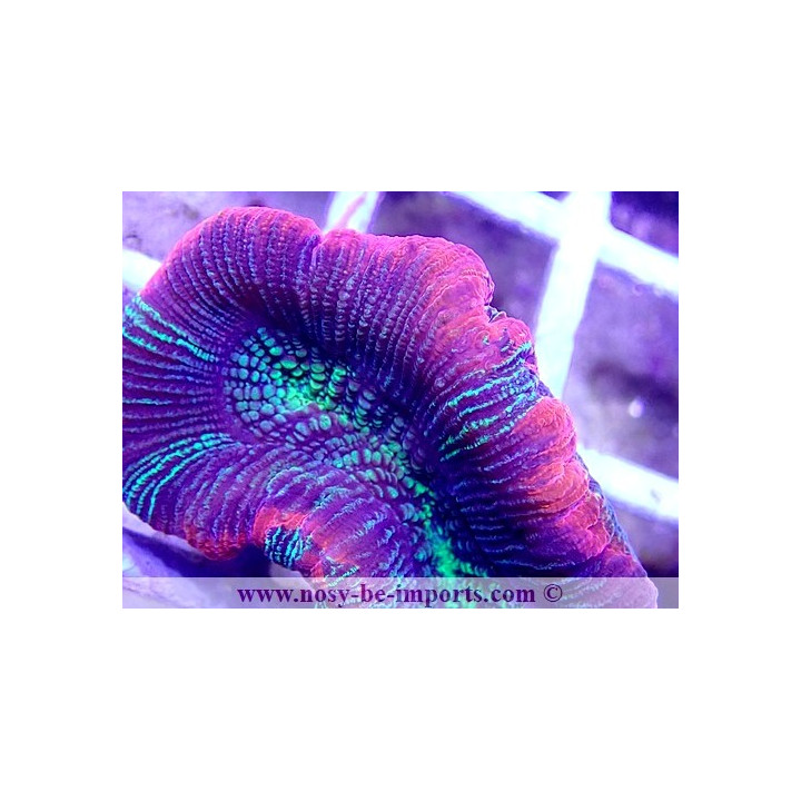 Trachyphyllia sp. WYSIWYG 21022021-2