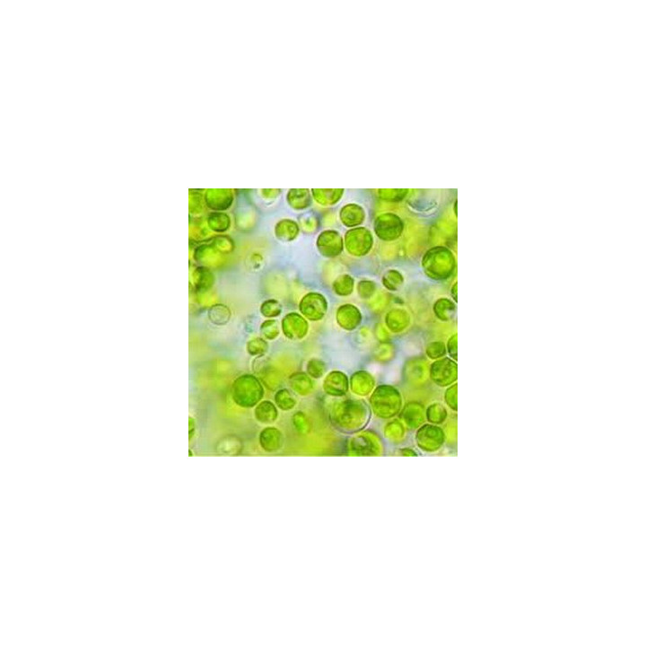 Phytoplancton vivant : Nannochloropsis gaditana