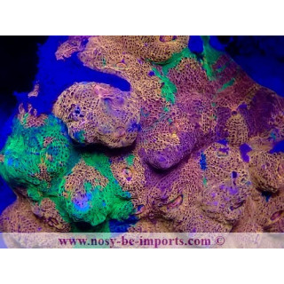 Echinophyllia sp. WYSIWYG 20022021-32