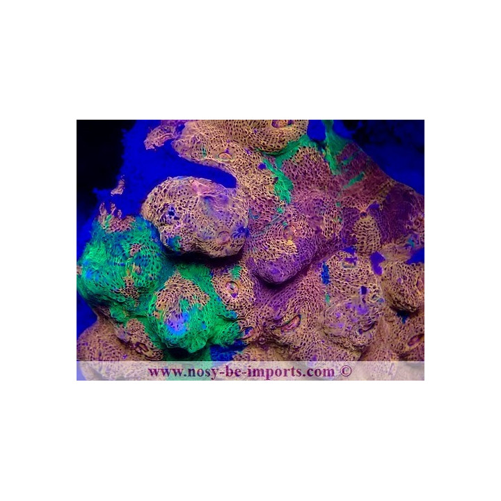 Echinophyllia sp. WYSIWYG 20022021-32