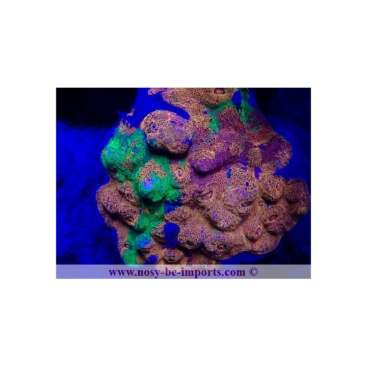 Echinophyllia sp. WYSIWYG 20022021-32