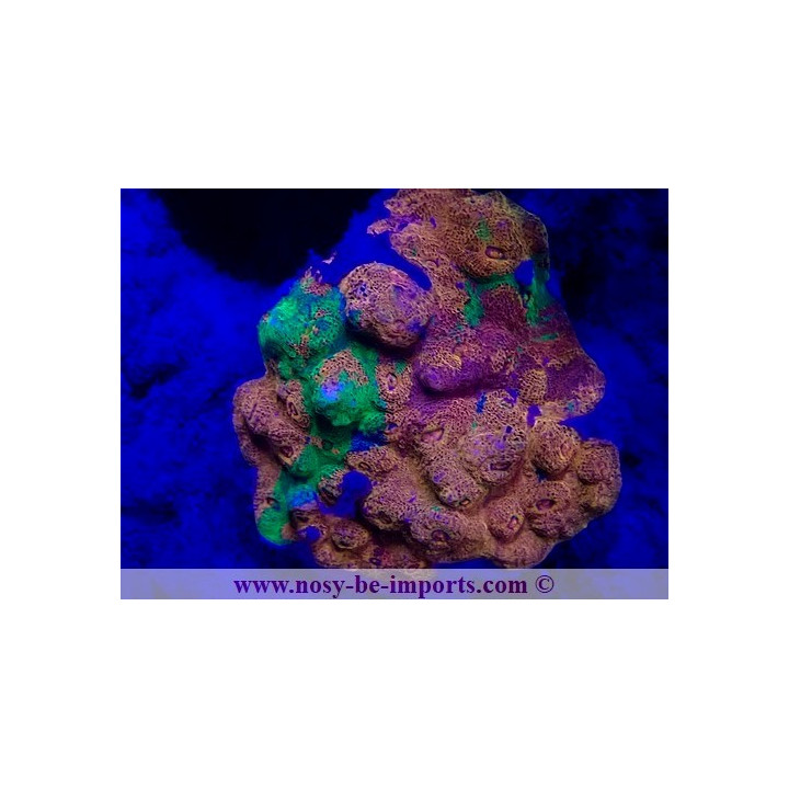 Echinophyllia sp. WYSIWYG 20022021-32