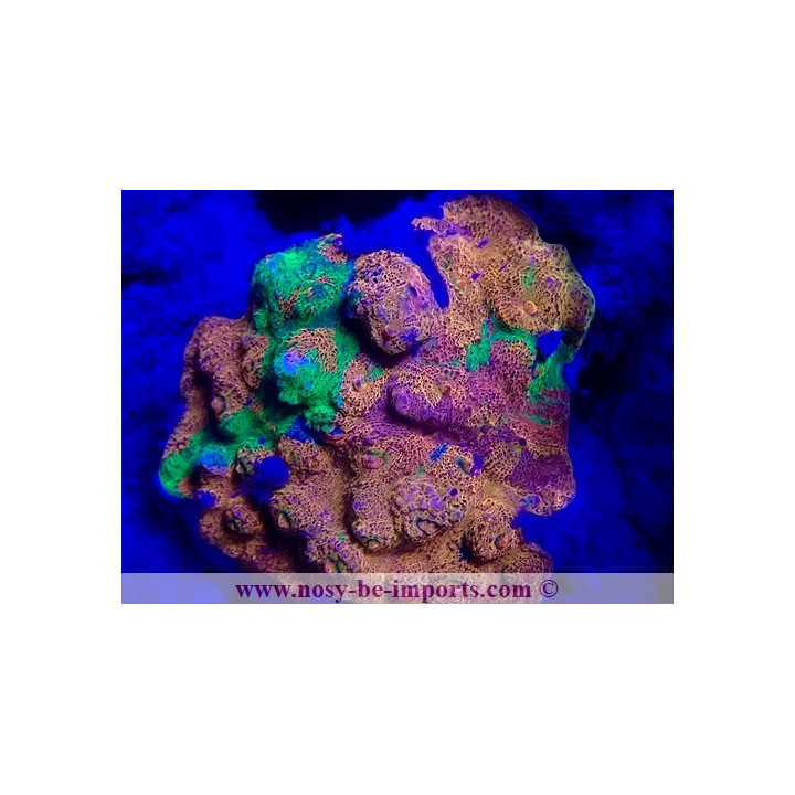 Echinophyllia sp. WYSIWYG 20022021-32